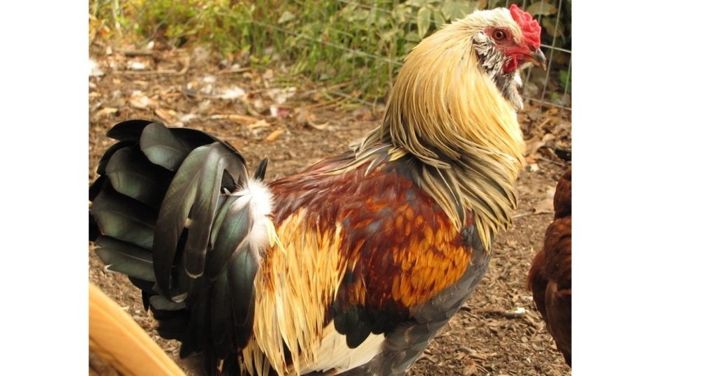 chicken